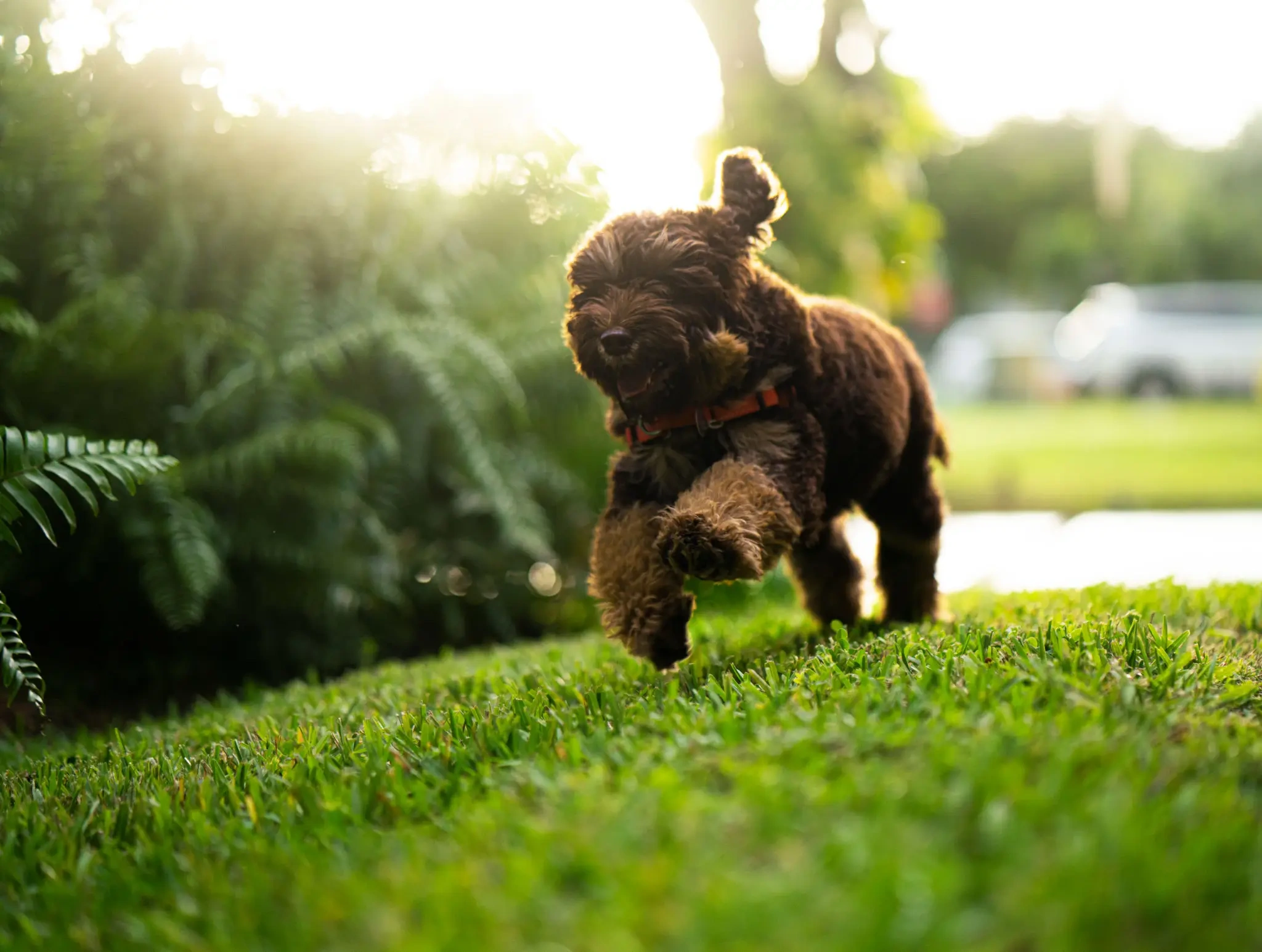 Small brown dog running across a lush green field with trees and a car in the background