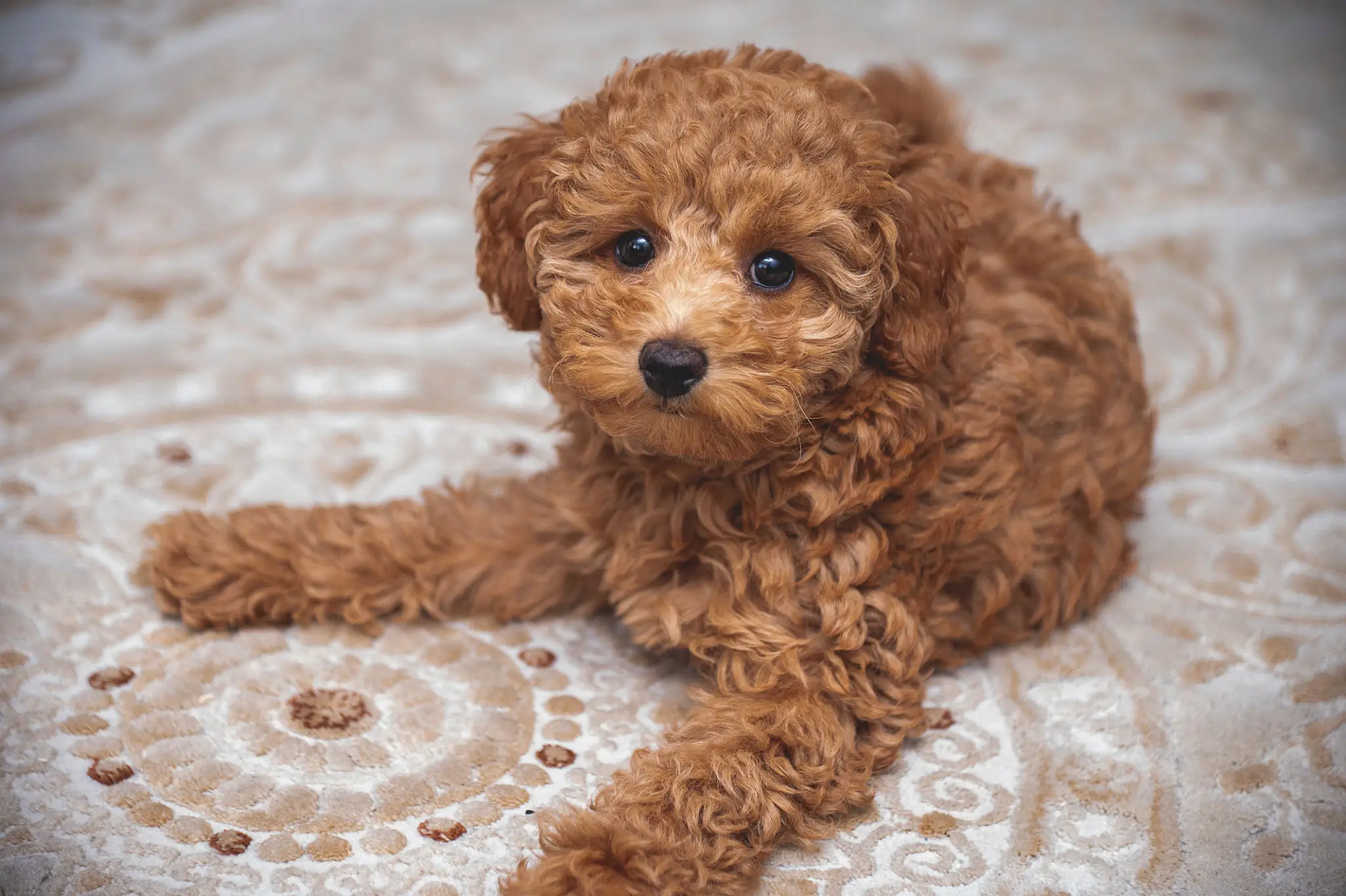 Small brown toy poodle puppy laying on top of a rug, with its fur a warm, golden-brown color